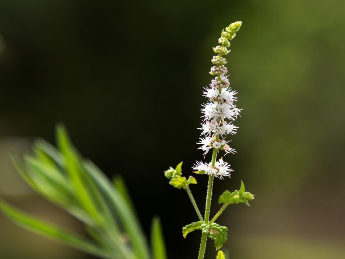 Natural menopause relief with Chinese and Western herbs